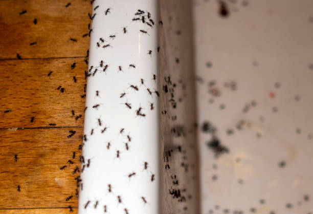 Flea Control Services in Norfolk, NE